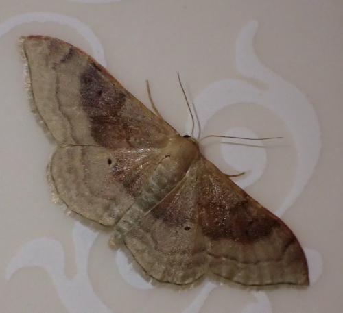 Réf. 192 664 : Idaea degeneraria